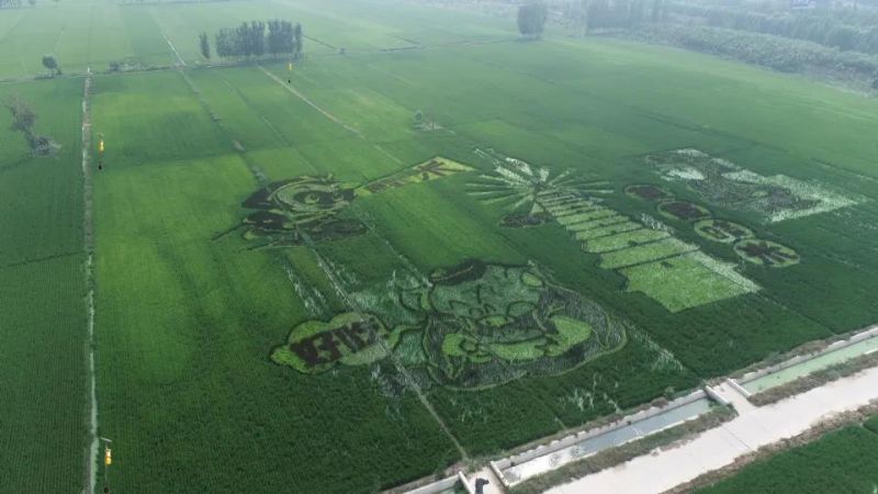 殺蟲燈，稻田里的希望