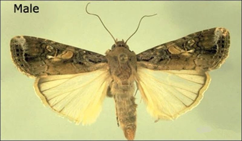 高空測報燈防治草地貪夜蛾1